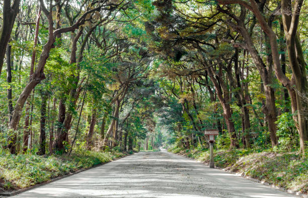 istock Beautiful Yoyogi Park, Tokyo, Japan 1159205570