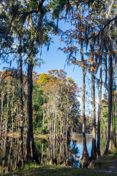 istock Late Fall Cypress Tree Reflections on Shingle Creek in Kissimmee, Florida 1159206874