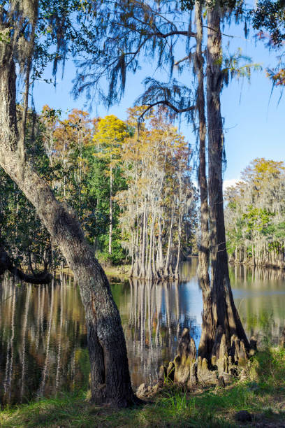 istock Late Fall Cypress Tree Reflections on Shingle Creek in Kissimmee, Florida 1159206976