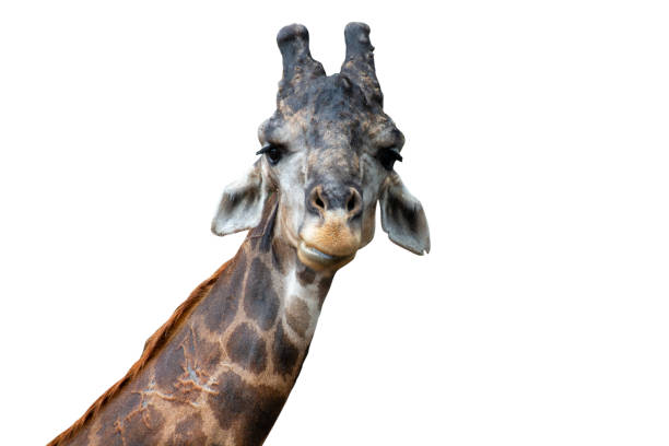 istock Close up of a giraffes isolated on white background - clipping paths. 1159207061