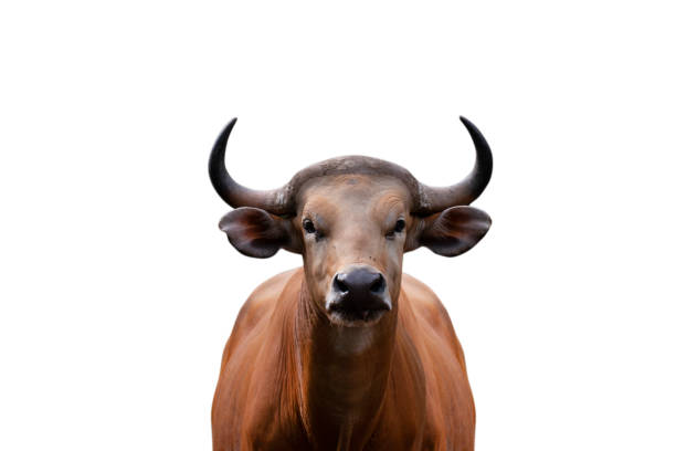 istock Brown cow isolated on white background -  clipping paths. 1159207236