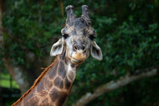 istock Close up of a giraffes 1159207255