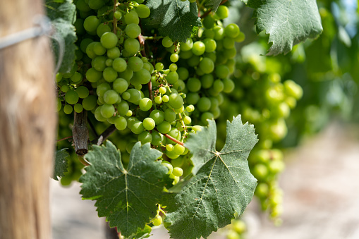 Grapes in Palmela vineyard during June