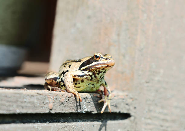 istock Frog sitting on wooden boards 1159207354