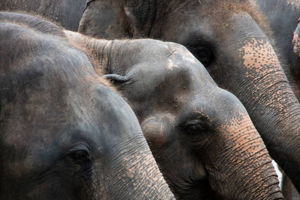 690+ Elephant Life Span Stock Photos, Pictures & Royalty-Free Images