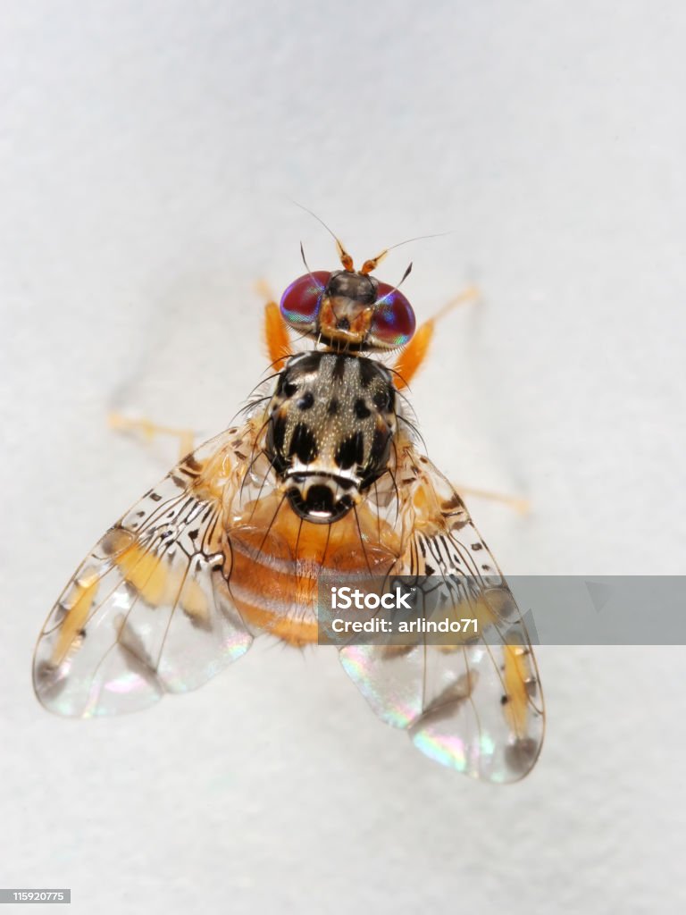 Funky fruit fly 02  Fruitfly Stock Photo