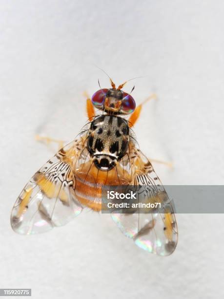 Funky Fruit Fly 02 Stock Photo - Download Image Now - Fruitfly, Animal Wing, Domestic Life