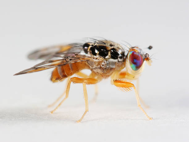 funky obst fliegen - 01 - fly housefly ugliness unhygienic stock-fotos und bilder