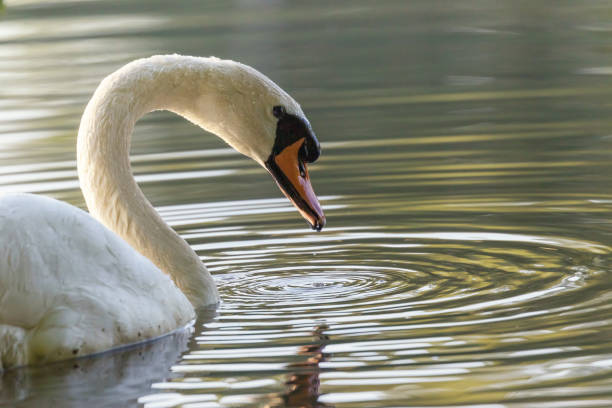 istock Swan on the lake closeup 1159208097