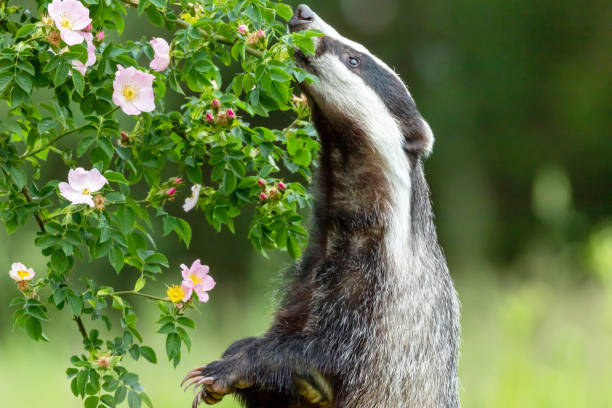istock Badger is sniffing a wild rose flower 1159208110