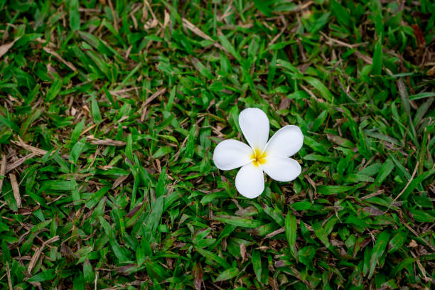 frangipani or plumeria flowers on grass field - frangipannis imagens e fotografias de stock