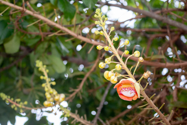 Flowers of sara tree in nature