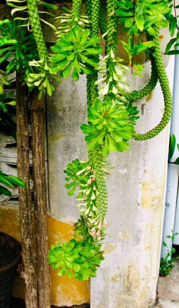 Beautiful Ornamental Hemp Cactus Hanging on The Air