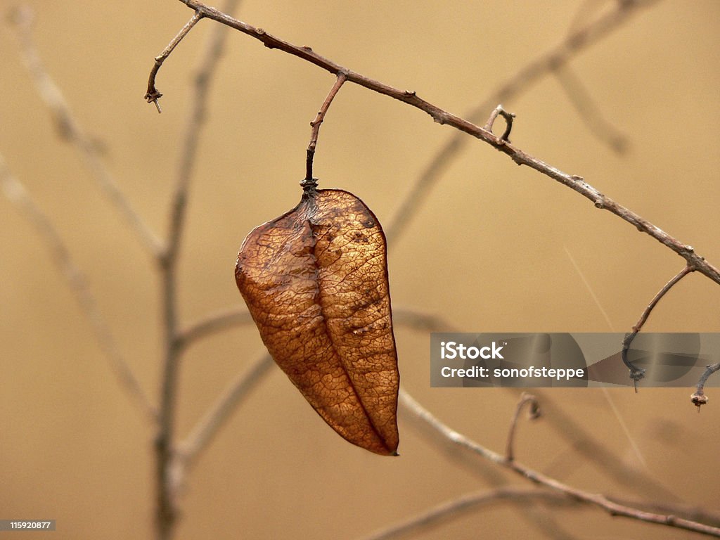 Golden Leaf " - Lizenzfrei Abgeschiedenheit Stock-Foto