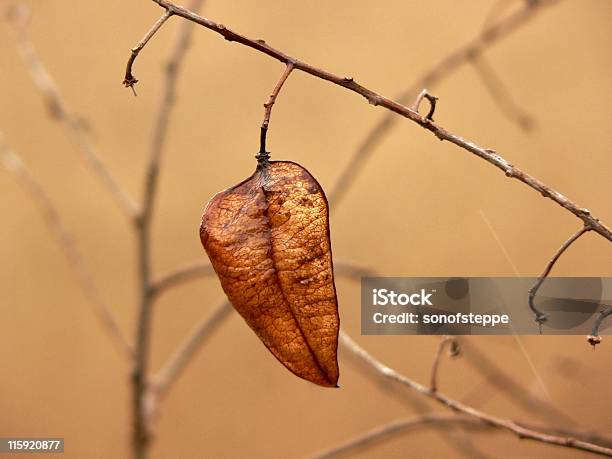 Golden Leaf Stockfoto und mehr Bilder von Abgeschiedenheit - Abgeschiedenheit, Ast - Pflanzenbestandteil, Ausgedörrt