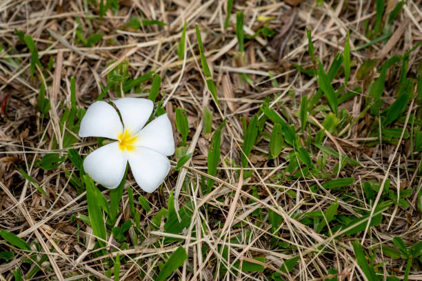 Frangipani or plumeria flowers on grass field