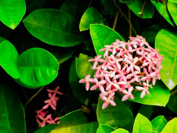 istock Fresh Pink Ixora Flowers in A Garden 1159208952