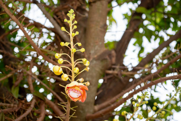 Flowers of sara tree in nature
