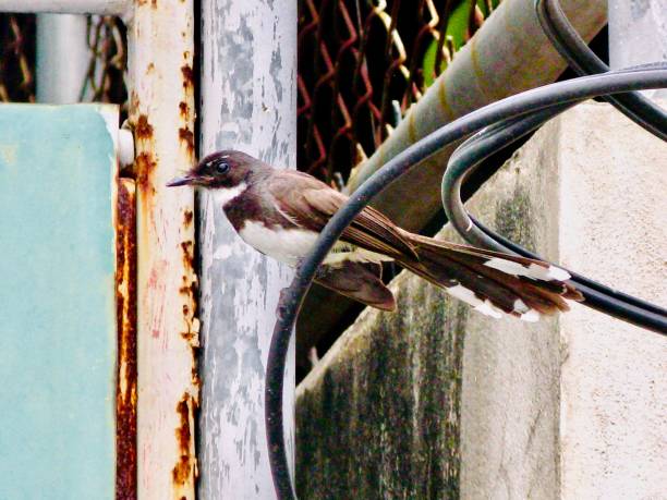 istock Brown Oriental Magpie Robin Bird on The Wire 1159209626