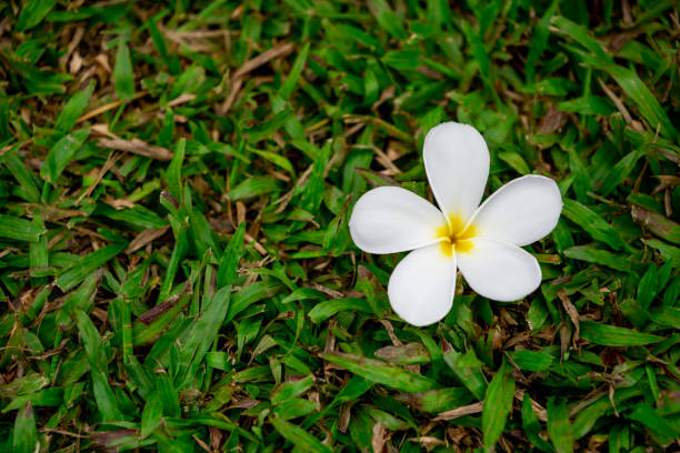 frangipani or plumeria flowers on grass field - frangipannis imagens e fotografias de stock