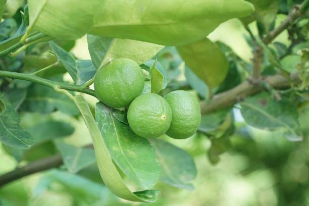 istock Fresh lime tree in nature garden 1159209972