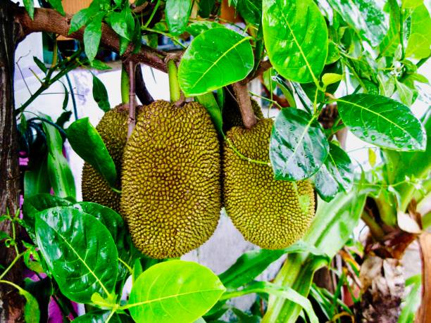 Jackfruit on the tree in Mekong Delta in south Vietnam.