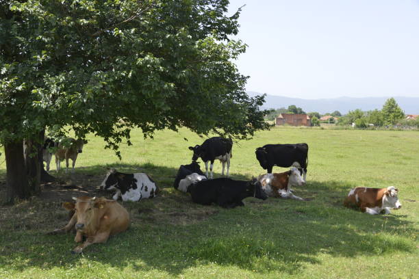 istock Herd of cows ruminates in the shade of a big tree 1159210169