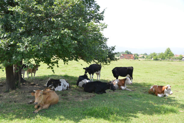 istock Herd of cows ruminates in the shade of a big tree 1159210170