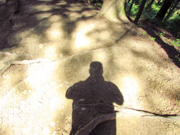 istock Human shadow in forest, summer time, photographer, lights and shadows, trees, pines 1159210288
