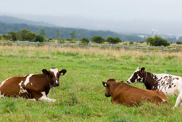 feliz de vacas - guernsey cattle fotografías e imágenes de stock