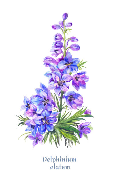 delphinium illustration, aquarell blau lerchenspur - delphinie stock-grafiken, -clipart, -cartoons und -symbole