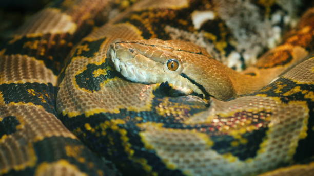 istock The longest snake in the world - Asia's giant Reticulated Python. Quietly asleep, curled into a ring 1159212845