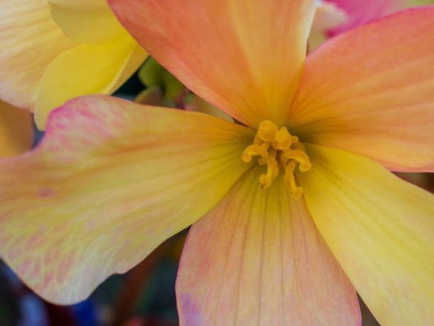 nahaufnahme der begonie "spring fling buttercup" - flower head annual beauty close up stock-fotos und bilder