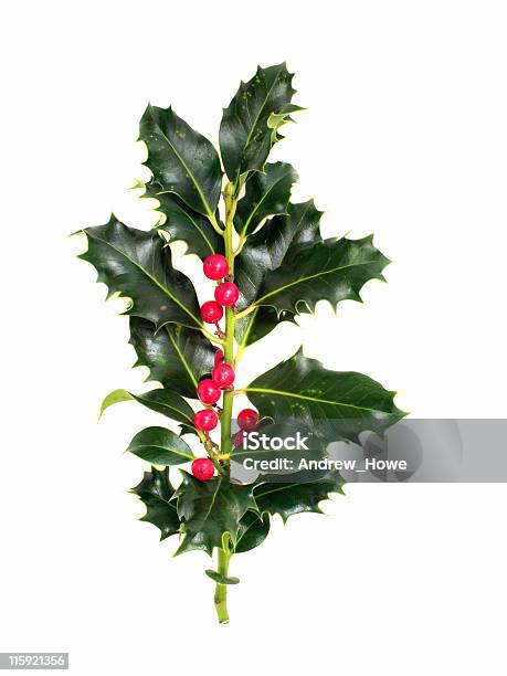 Holly とベリーの小枝を飾ります - お祝いのストックフォトや画像を多数ご用意 - お祝い, カラー画像, クリスマス