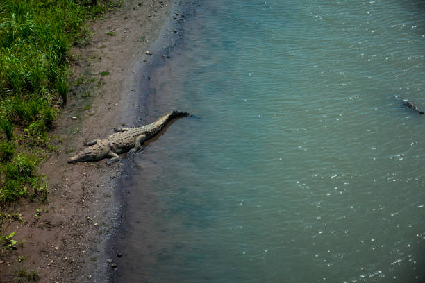 wild crocodile resting in the sun in costa rica.