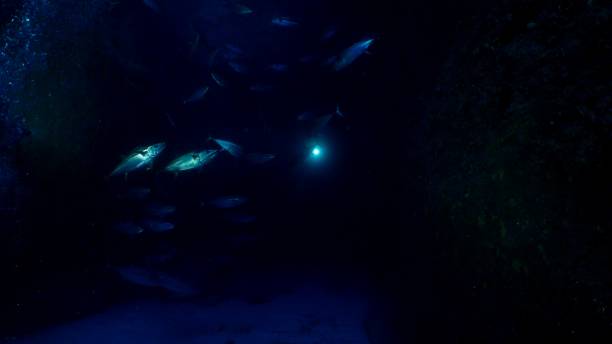 istock Dogtooth tuna schooling at deep sea cave, Japan 1159214106