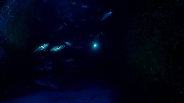 dogtooth tuńczyka w jaskini głębinowych, japonia - dog tooth tuna zdjęcia i obrazy z banku zdjęć