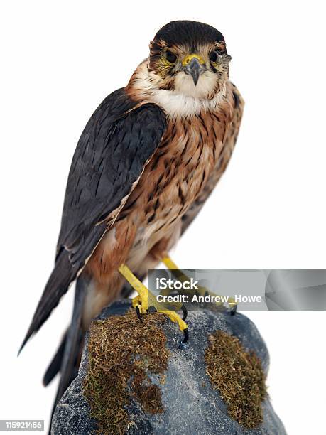 Merlin Stock Photo - Download Image Now - Beauty, Beauty In Nature, Bird