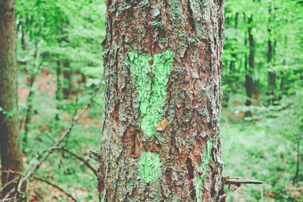 Exclamation mark on a tree with clues to parasite cases