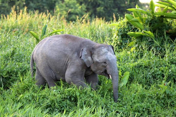 istock Borneo pygmy elephants (Elephas maximus borneensis) - Borneo Malaysia Asia 1159215848