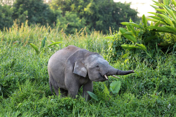 Borneo pygmy elephants (Elephas maximus borneensis) - Borneo Malaysia Asia