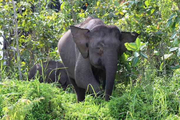 istock Borneo pygmy elephants (Elephas maximus borneensis) - Borneo Malaysia Asia 1159216442
