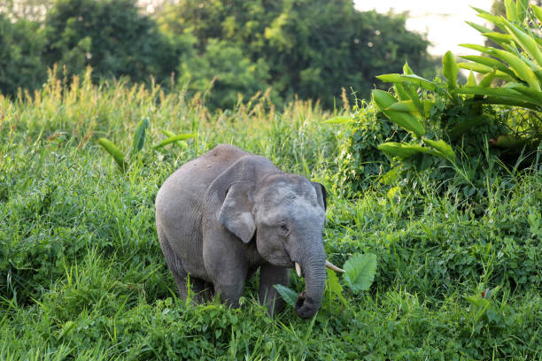 istock Borneo pygmy elephants (Elephas maximus borneensis) - Borneo Malaysia Asia 1159216477