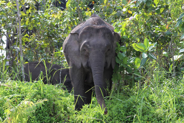 istock Borneo pygmy elephants (Elephas maximus borneensis) - Borneo Malaysia Asia 1159216478