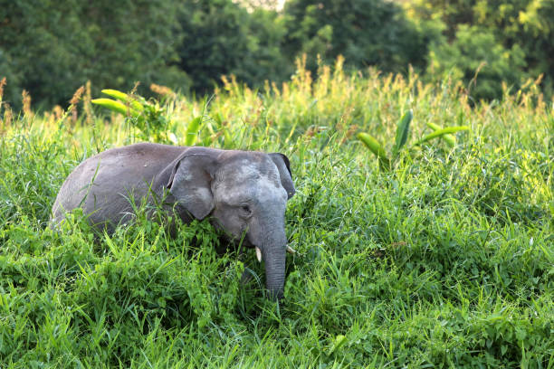 istock Borneo pygmy elephants (Elephas maximus borneensis) - Borneo Malaysia Asia 1159216491