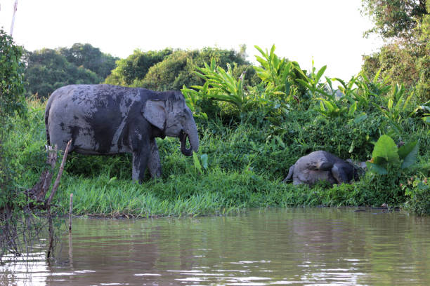 istock Borneo pygmy elephants (Elephas maximus borneensis) - Borneo Malaysia Asia 1159216557
