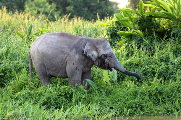 istock Borneo pygmy elephants (Elephas maximus borneensis) - Borneo Malaysia Asia 1159216615