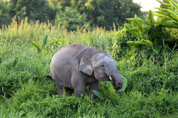 istock Borneo pygmy elephants (Elephas maximus borneensis) - Borneo Malaysia Asia 1159216662