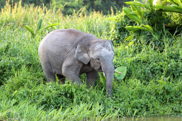 istock Borneo pygmy elephants (Elephas maximus borneensis) - Borneo Malaysia Asia 1159216732