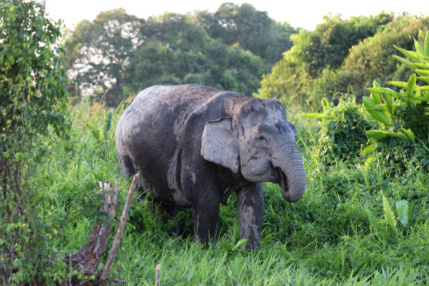 istock Borneo pygmy elephants (Elephas maximus borneensis) - Borneo Malaysia Asia 1159216818